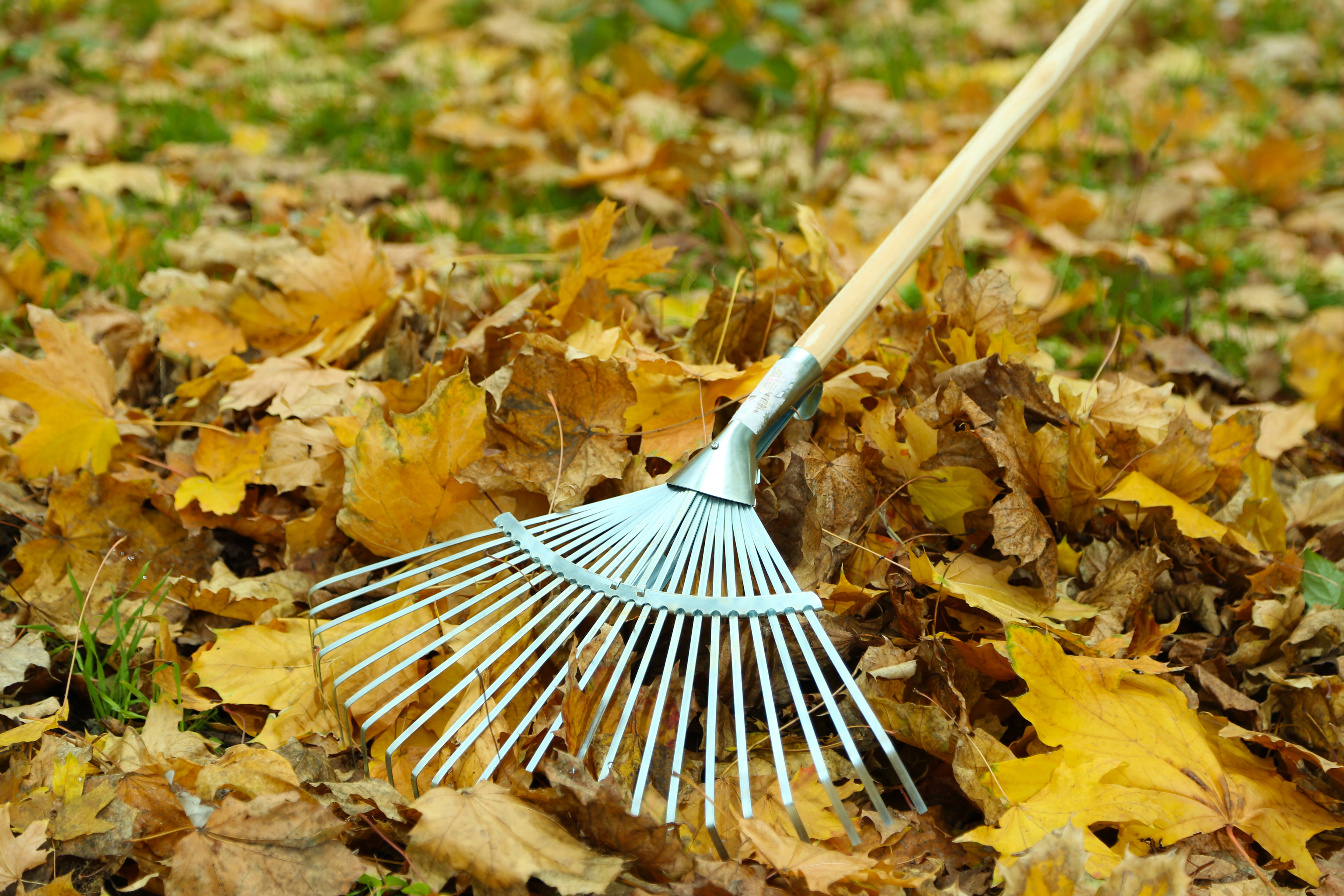 lawn company raking leaves in Dardenne Prarie Mo lawn company raking leaves in Dardenne Prarie Mo